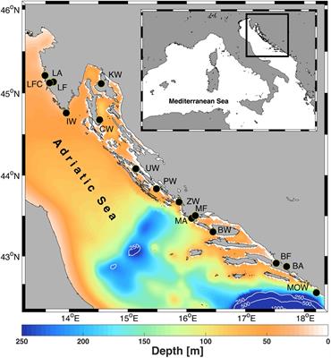 Translocation and Aquaculture Impact on Genetic Diversity and Composition of Wild Self-Sustainable Ostrea edulis Populations in the Adriatic Sea